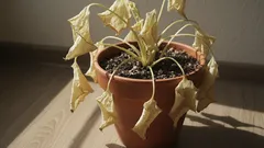 10 unerwartete Gründe, warum Ihre Pflanzen trotz guter Pflege eingehen