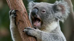 Warum Koalas so dumm und langsam sind – erstaunliche Fakten über diese Beuteltiere