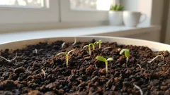 Die Setzlinge hören auf, sich zu strecken, und werden von Tag zu Tag kräftiger: eine kleine Zugabe, die alles verändert