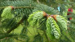 Warum Tannennadeln unter den Füßen der beste Dünger sind, von dem Sie noch nichts ahnten