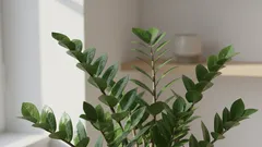 Warum treibt die Zamioculcas keine neuen Blätter aus? Überprüfen Sie das gleich jetzt